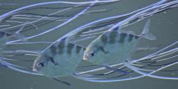 African Pomona Fish - juveniles